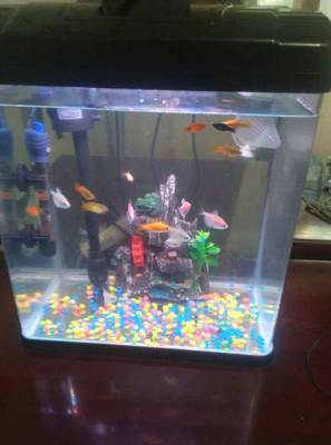 太原寵物市場觀察 99成新魚缸標(biāo)價(jià)230元，折射二手寵物用品新趨勢